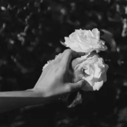 Czarno-białe zdjęcie dłoni z pierścionkiem trzymającej dwie białe róże na tle rozmytej zieleni.