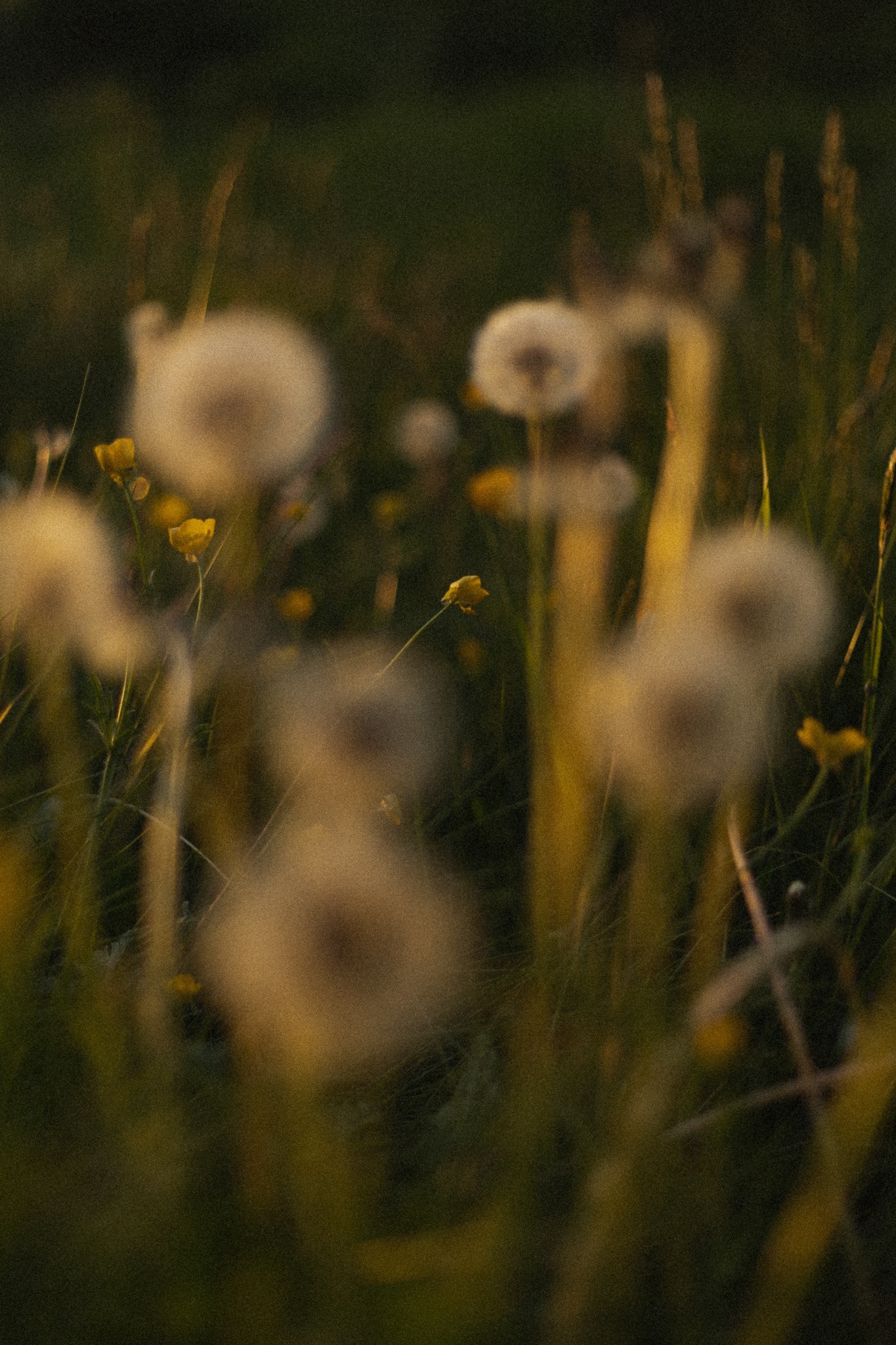 Rozmyte tło łąki z dmuchawcami i drobnymi żółtymi kwiatami w ciepłym, zachodzącym świetle.