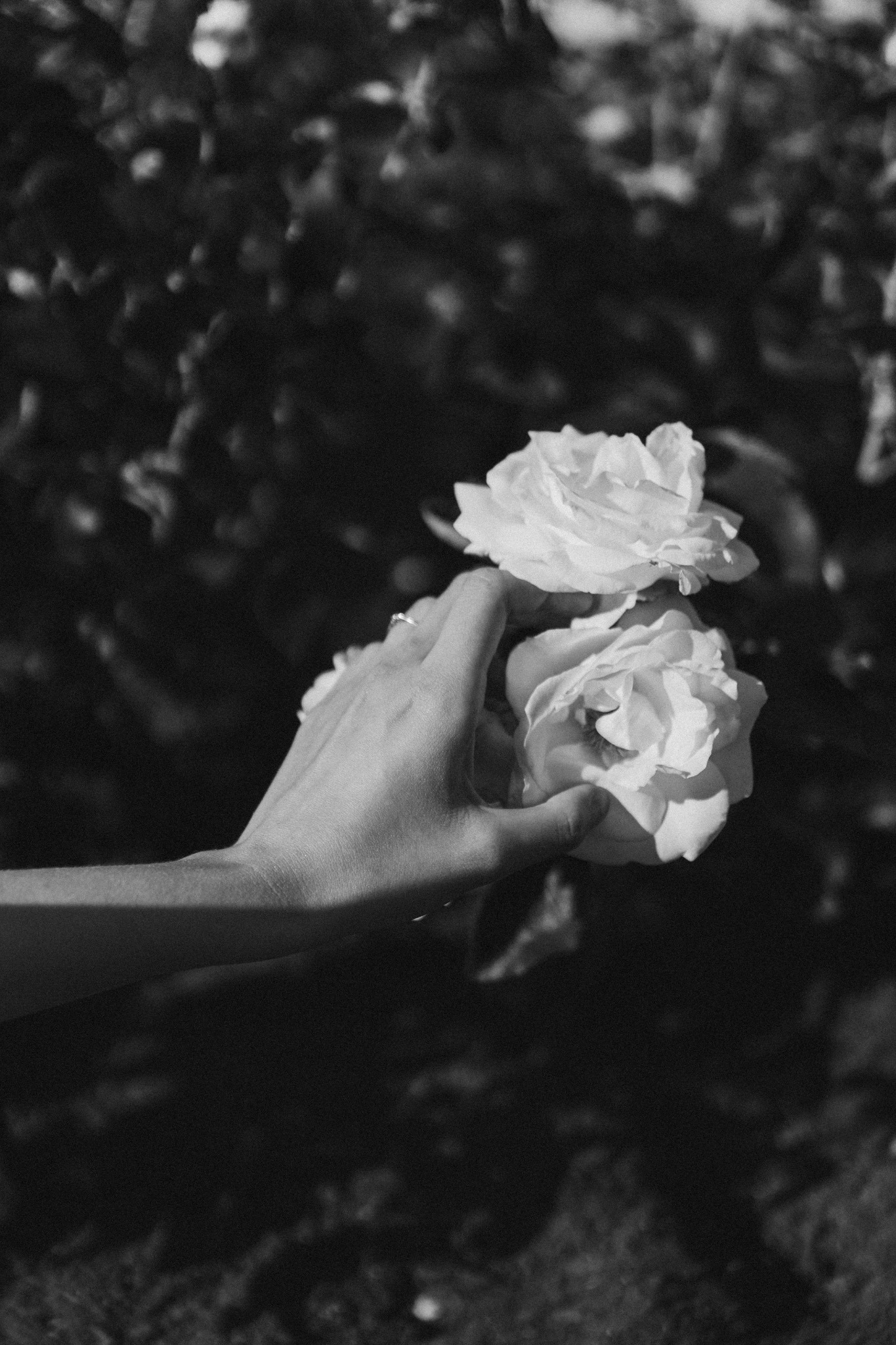 Czarno-białe zdjęcie dłoni z pierścionkiem trzymającej dwie białe róże na tle rozmytej zieleni.