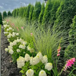 Uporządkowany ogród z rzędem strzyżonych tuj, białych hortensji i ozdobnych traw, tworzący estetyczną, symetryczną kompozycję pod pochmurnym niebem.