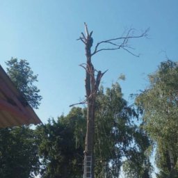 Małgorzata Kalata Usługi Ogrodnicze - Wysokie drzewo po częściowej wycince, z drabiną opartą o pień. Widoczny pracownik na górze drzewa na tle błękitnego nieba i zieleni innych drzew.