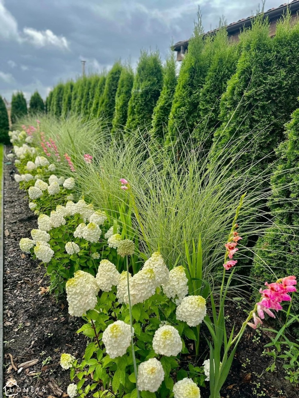 Uporządkowany ogród z rzędem strzyżonych tuj, białych hortensji i ozdobnych traw, tworzący estetyczną, symetryczną kompozycję pod pochmurnym niebem.