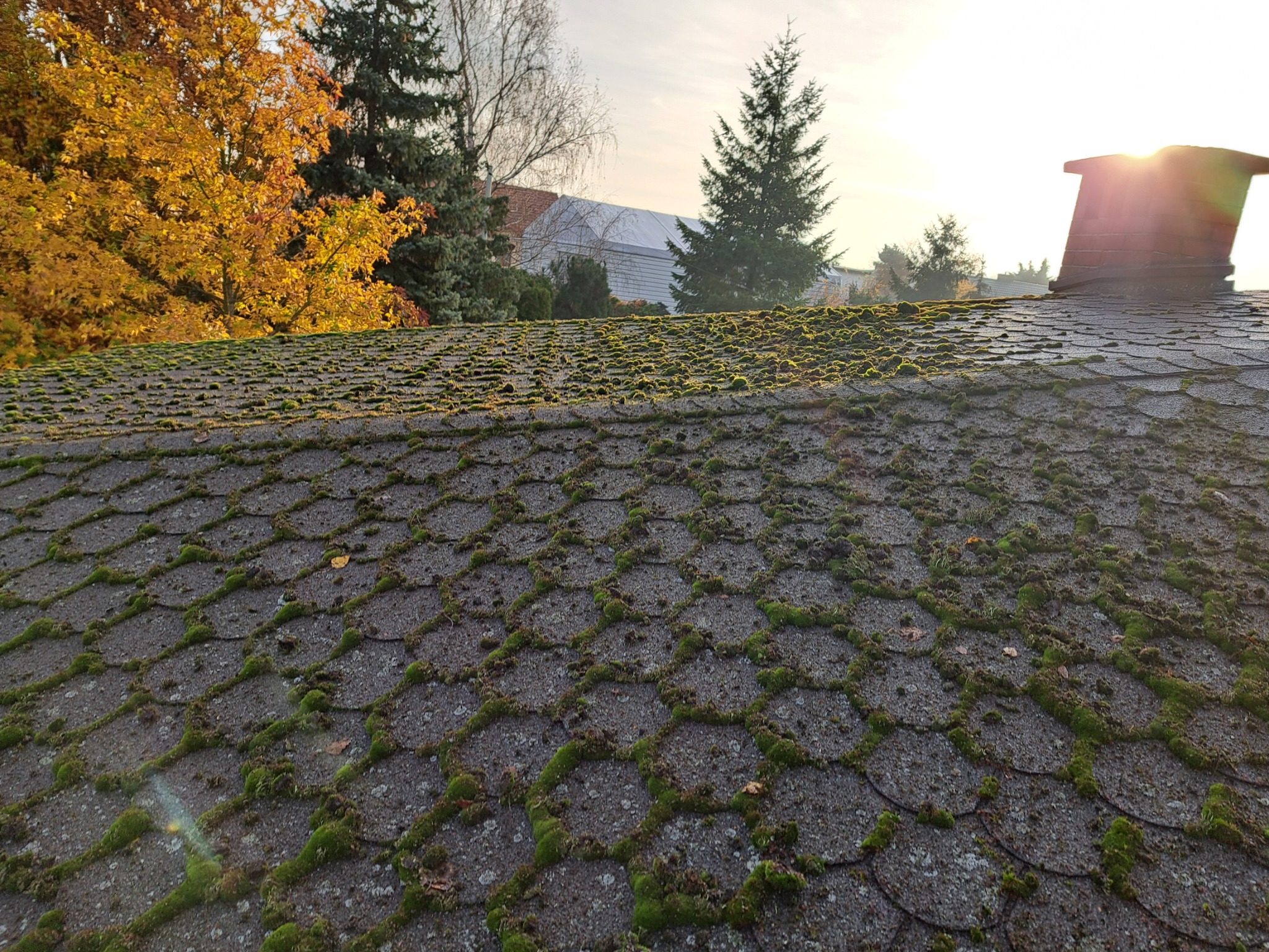 Zarośnięty mchem dach z bitumicznej dachówki na tle jesiennych drzew i komina z przebijającym słońcem. Widok z bliska na strukturę dachu.