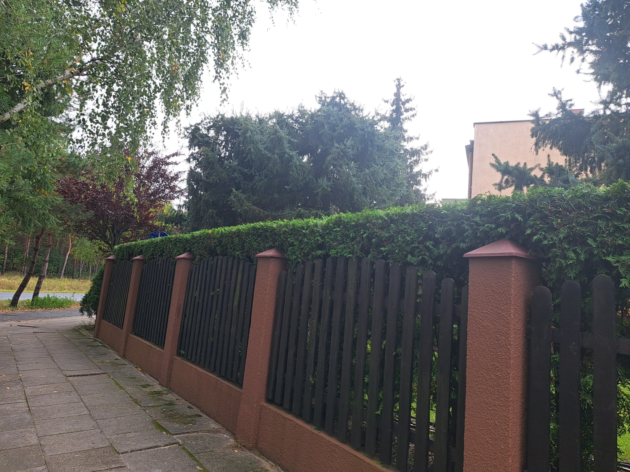 Ciemny, drewniany płot z brązowymi słupkami, za którym rośnie równo przycięty, zielony żywopłot. W tle drzewa i fragment budynku. Ujęcie z poziomu chodnika.