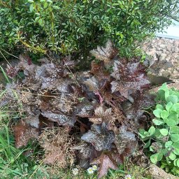 Karol Kamiński - Skalniaki Ogrodowe Lublin