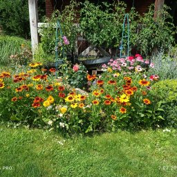 USŁUGI OGRODNICZE "TILIA" Wojciech Gołaś - Ścinka Drzew Pupki