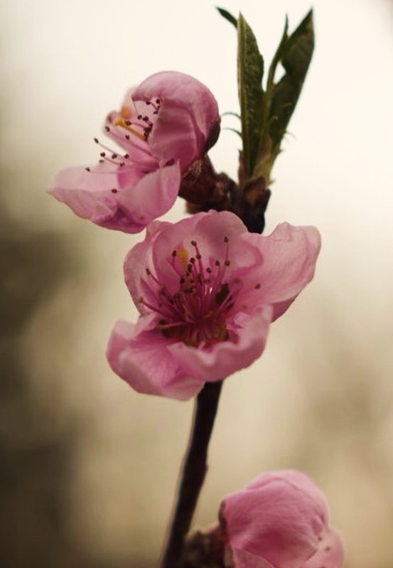 Delikatne, różowe kwiaty brzoskwini na gałązce, uchwycone z bliska z rozmytym tłem w odcieniach beżu i brązu, ukazujące detale pręcików i płatków.