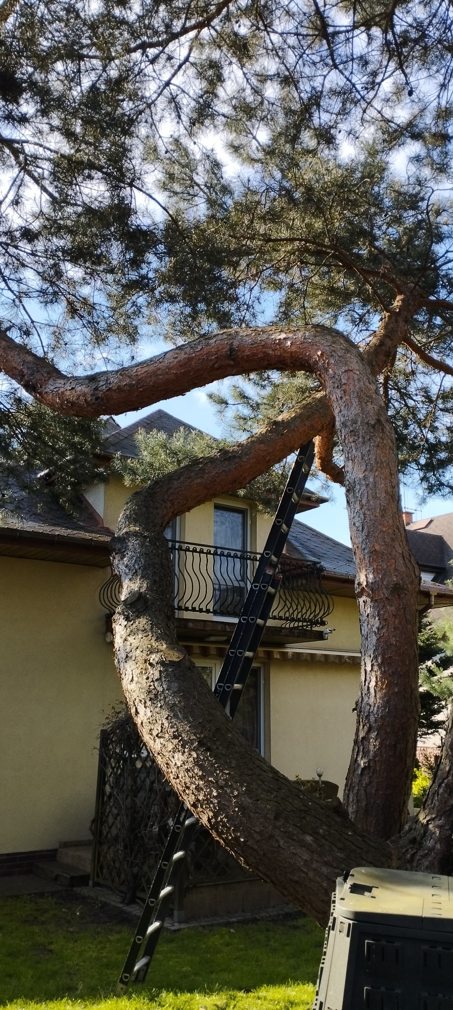 Duża sosna rosnąca blisko domu z balkonem, oparta o ścianę budynku, drabina oparta o pień drzewa, widoczny kompostownik.
