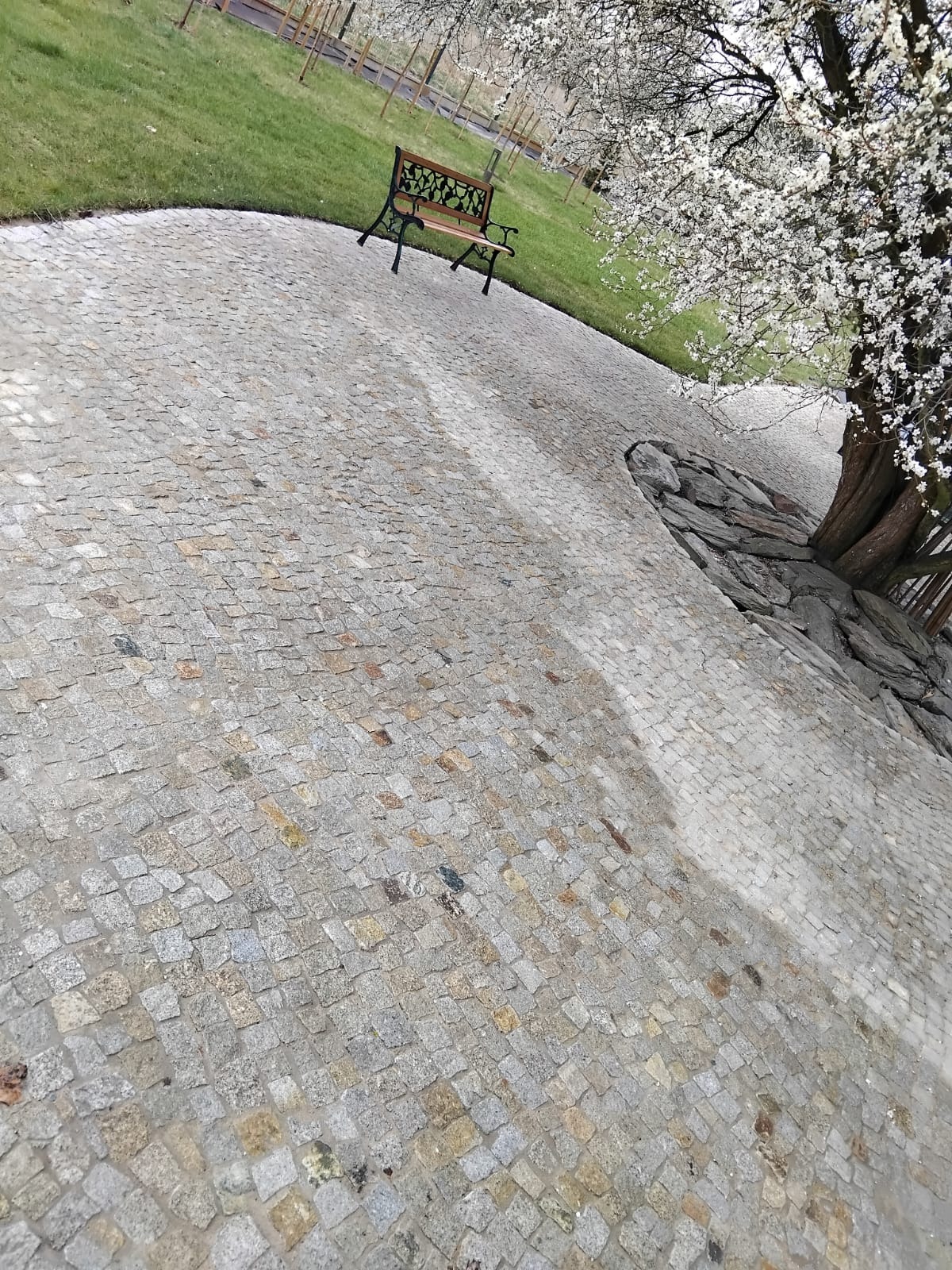 Ścieżka z kostki granitowej prowadząca do ławki pod kwitnącym drzewem. Widoczne nieregularne ułożenie kamieni i kamienne obrzeże wokół drzewa. Kadr z perspektywą.