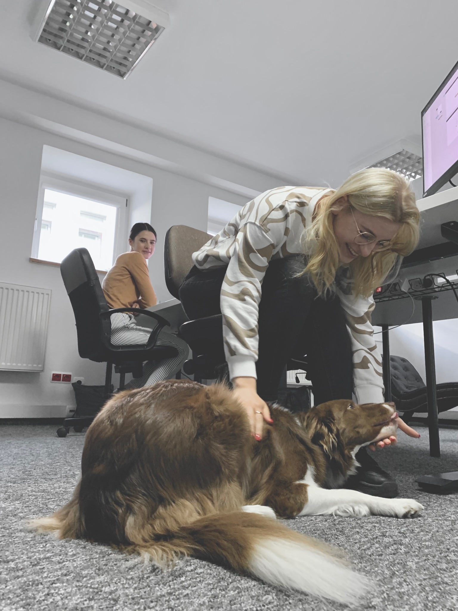 Blondynka w okularach głaszcze leżącego brązowo-białego psa w biurze, w tle druga kobieta siedzi przy biurku i patrzy w stronę aparatu.