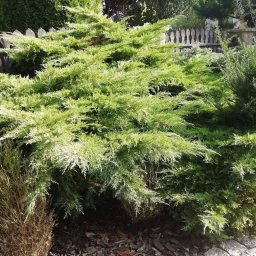 Łukasz Leśniewicz Ogrodnictwo - Krzew iglasty o jasnych, zielonych igłach, częściowo przycięty, rosnący w ogrodzie z drewnianym płotem w tle.