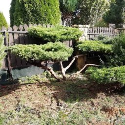 Łukasz Leśniewicz Ogrodnictwo - Formowany krzew iglasty na tle drewnianego płotu z kamiennymi słupkami, z widocznymi gałęziami i igliwiem na ziemi.