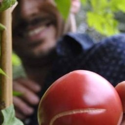 Łukasz Leśniewicz Ogrodnictwo - Uśmiechnięty mężczyzna prezentuje dorodnego, czerwonego pomidora z małym pęknięciem, rosnącego na krzaku w ogrodzie, z drugim, większym pomidorem widocznym w tle.