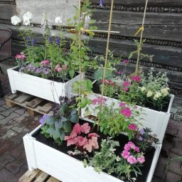 Łukasz Leśniewicz Ogrodnictwo - Trzy białe, drewniane skrzynie z różnorodnymi kwiatami i roślinami ozdobnymi, umieszczone na paletach na tle drewnianej ściany.