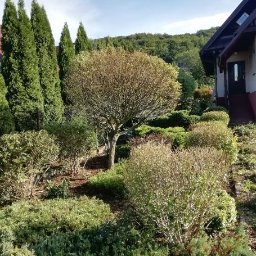 Łukasz Leśniewicz Ogrodnictwo - Uporządkowany ogród przydomowy z kulistym drzewem pośrodku, niskimi krzewami i wysokimi cyprysami, widok z lekkiej góry na dom z ciemnym dachem.