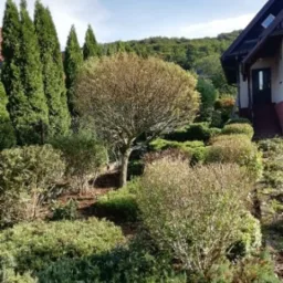 Uporządkowany ogród przydomowy z kulistym drzewem pośrodku, niskimi krzewami i wysokimi cyprysami, widok z lekkiej góry na dom z ciemnym dachem.