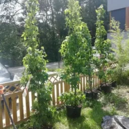 Trzy młode drzewa w donicach ustawione wzdłuż drewnianego płotu, obok leży łopata i czarna folia, przygotowane do zasadzenia.