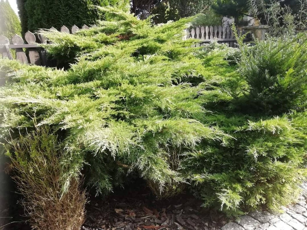 Krzew iglasty o jasnych, zielonych igłach, częściowo przycięty, rosnący w ogrodzie z drewnianym płotem w tle.