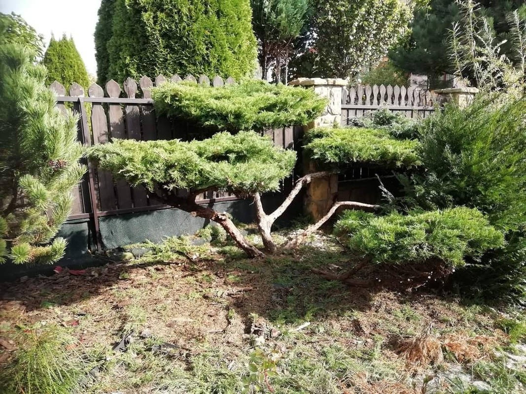 Formowany krzew iglasty na tle drewnianego płotu z kamiennymi słupkami, z widocznymi gałęziami i igliwiem na ziemi.