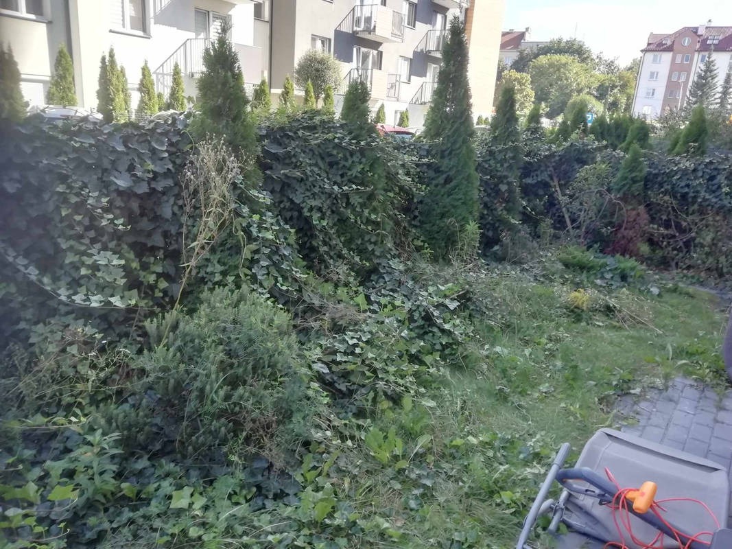 Zarośnięty ogród z żywopłotem obrośniętym bluszczem, fragment trawnika z resztkami skoszonej trawy i kosiarka w prawym dolnym rogu, budynki w tle.