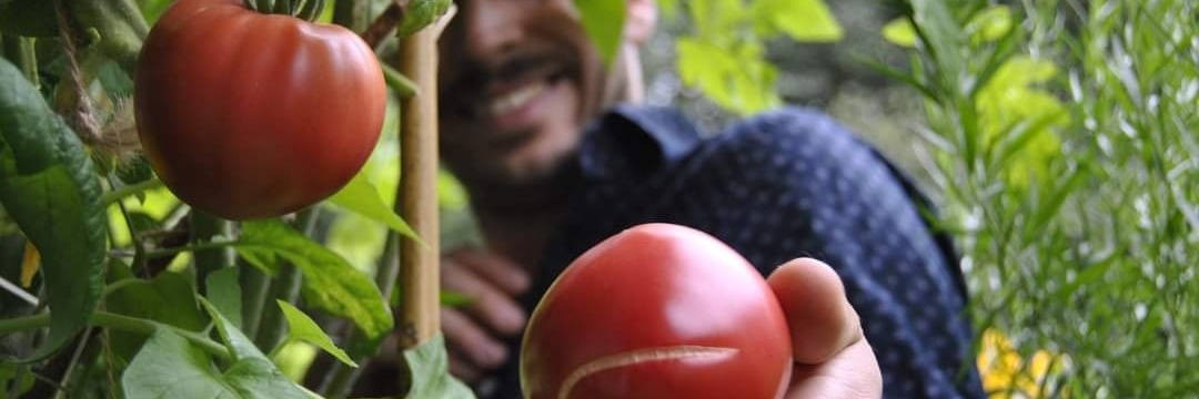 Uśmiechnięty mężczyzna prezentuje dorodnego, czerwonego pomidora z małym pęknięciem, rosnącego na krzaku w ogrodzie, z drugim, większym pomidorem widocznym w tle.