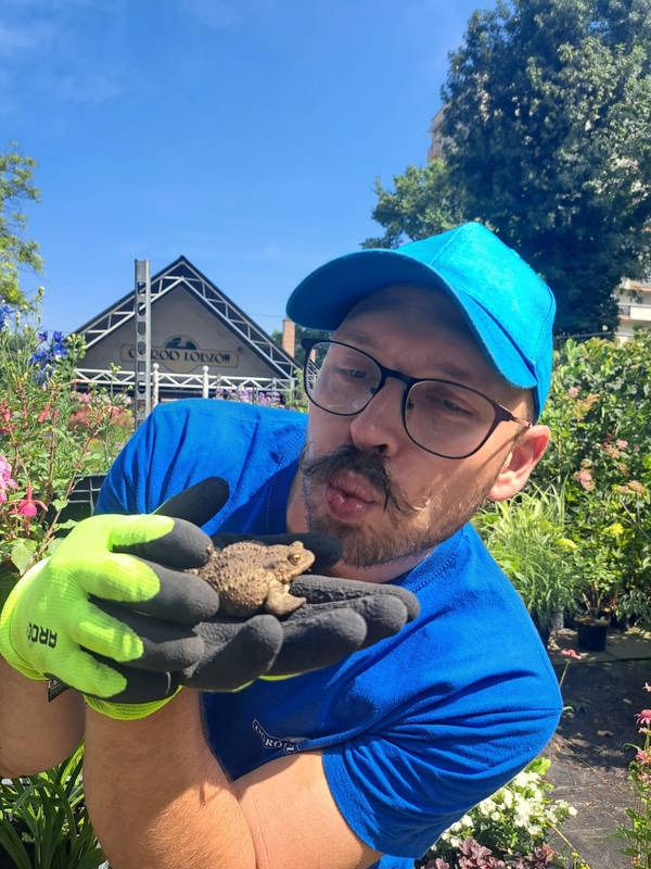 Mężczyzna w niebieskiej koszulce i czapce, z wąsami i okularach, trzyma w rękawicach ropuchę na tle szkółki roślin.