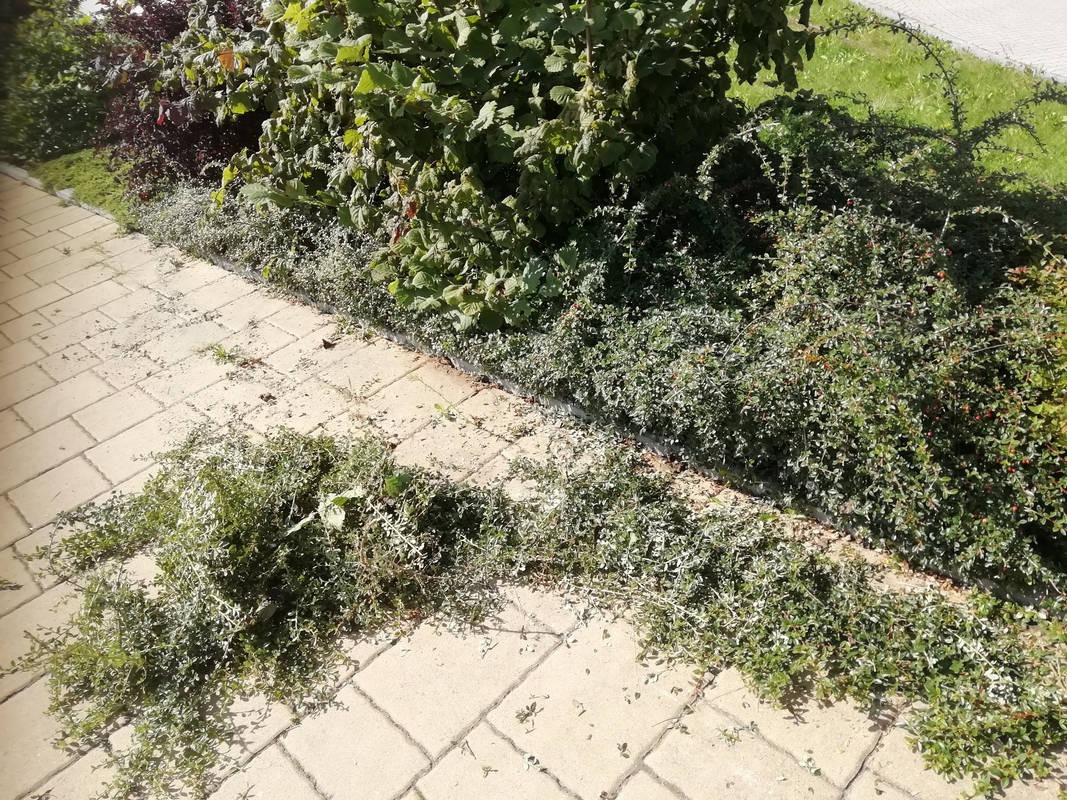 Po przycinaniu krzewów we Wrocławiu: Świeżo przycięte gałązki leżą na kostce brukowej obok rabaty z krzewami.