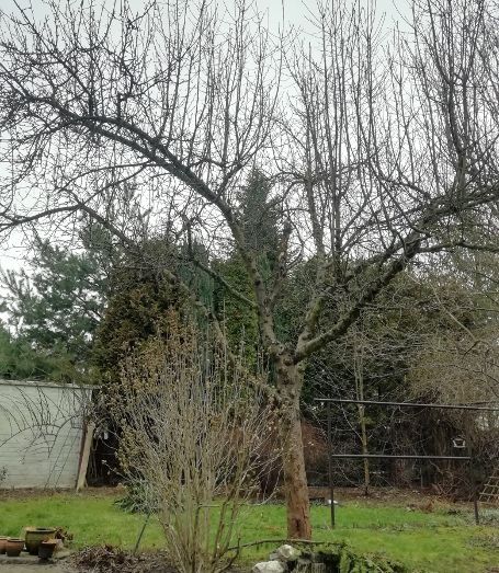 Drzewo owocowe po przycięciu gałęzi, widoczne ślady cięcia na koronie, otoczone innymi krzewami i drzewami na tle pochmurnego nieba.