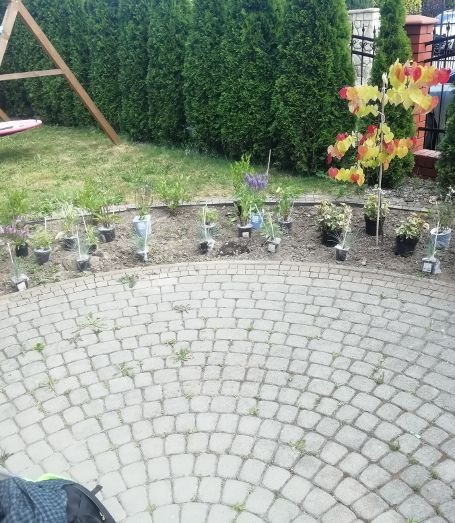 Przygotowany teren pod nasadzenia roślin ozdobnych w doniczkach, widoczne drzewko o barwnych liściach, trawnik i kostka brukowa.