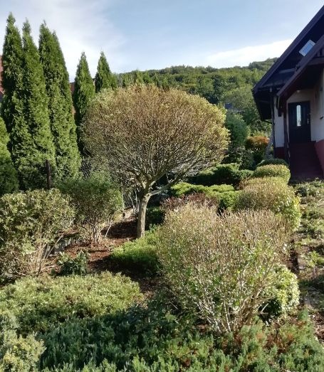 Uporządkowany ogród przydomowy z kulistym drzewem pośrodku, niskimi krzewami i wysokimi cyprysami, widok z lekkiej góry na dom z ciemnym dachem.