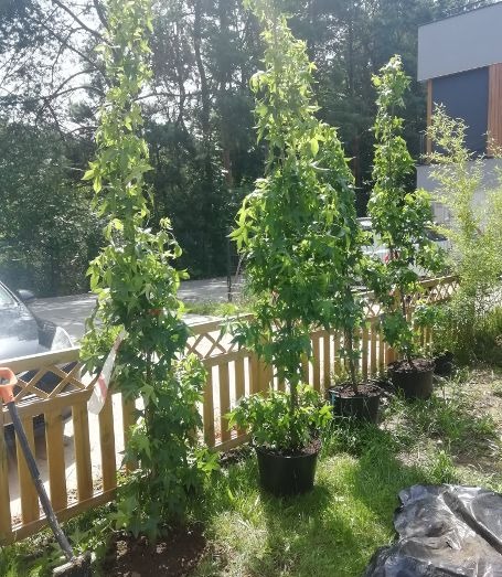 Trzy młode drzewa w donicach ustawione wzdłuż drewnianego płotu, obok leży łopata i czarna folia, przygotowane do zasadzenia.