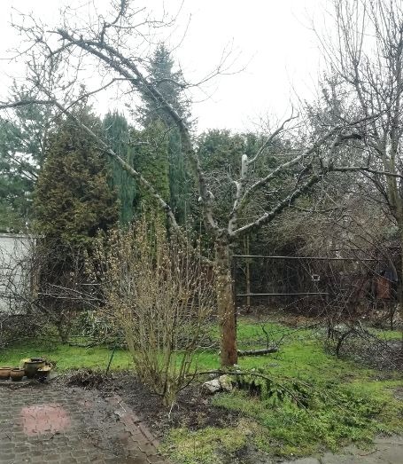 Ogołocone drzewo po cięciu gałęzi, z widocznymi świeżymi śladami cięcia, na tle zielonego trawnika z porozrzucanymi gałęziami. W tle widoczne inne drzewa i krzewy.