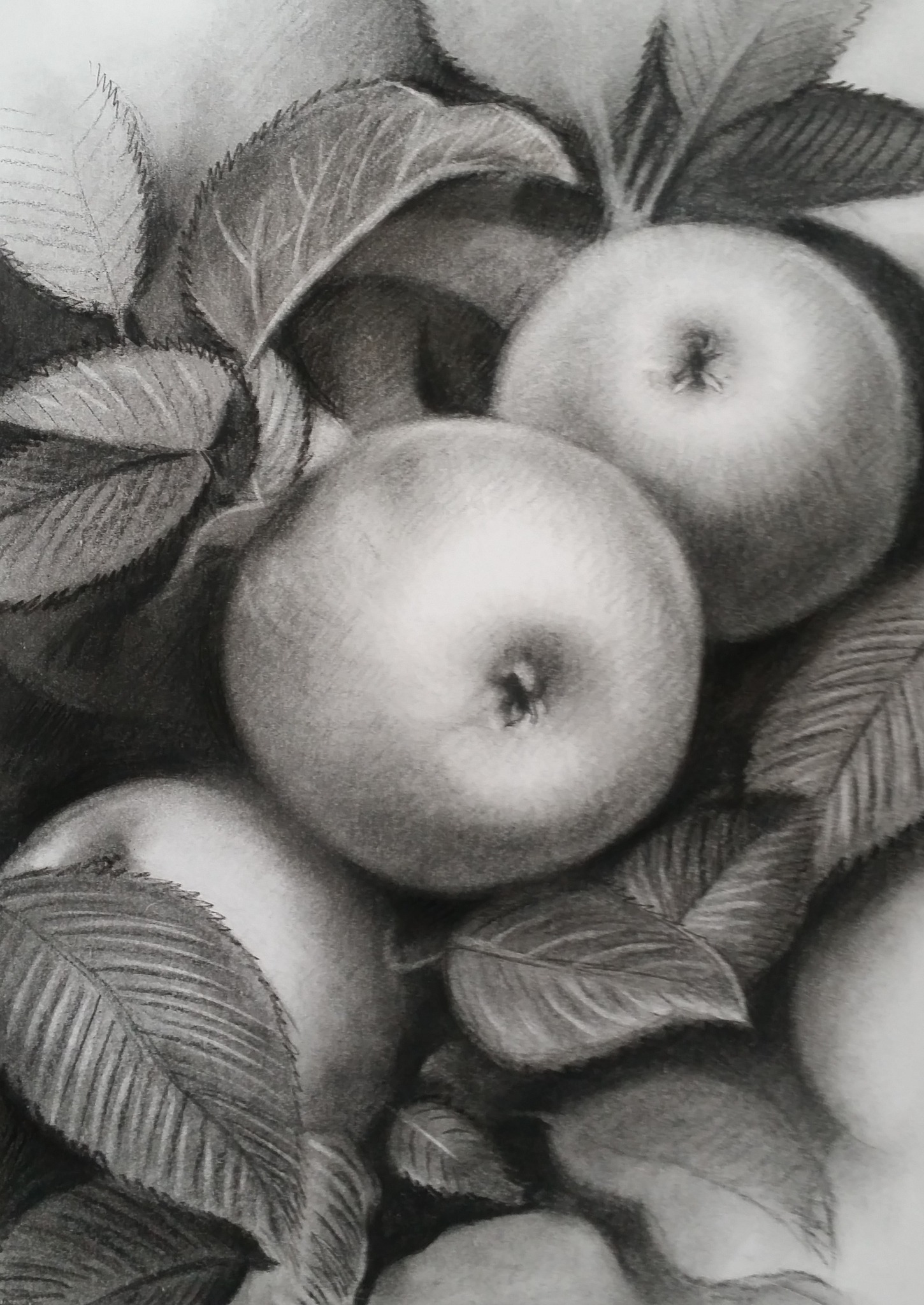 Ręcznie rysowany, monochromatyczny szkic ołówkiem przedstawiający trzy jabłka otoczone liśćmi. Detaliczne cieniowanie podkreśla okrągłe kształty owoców i fakturę liści.