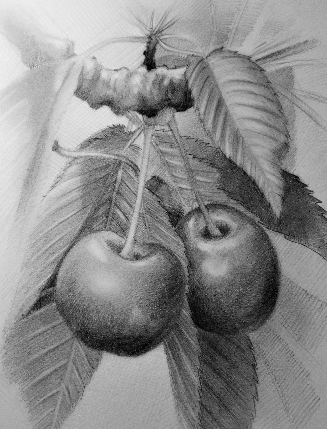 Ręcznie rysowany ołówkiem szkic dwóch wiszących wiśni z liśćmi, na teksturowanym papierze.