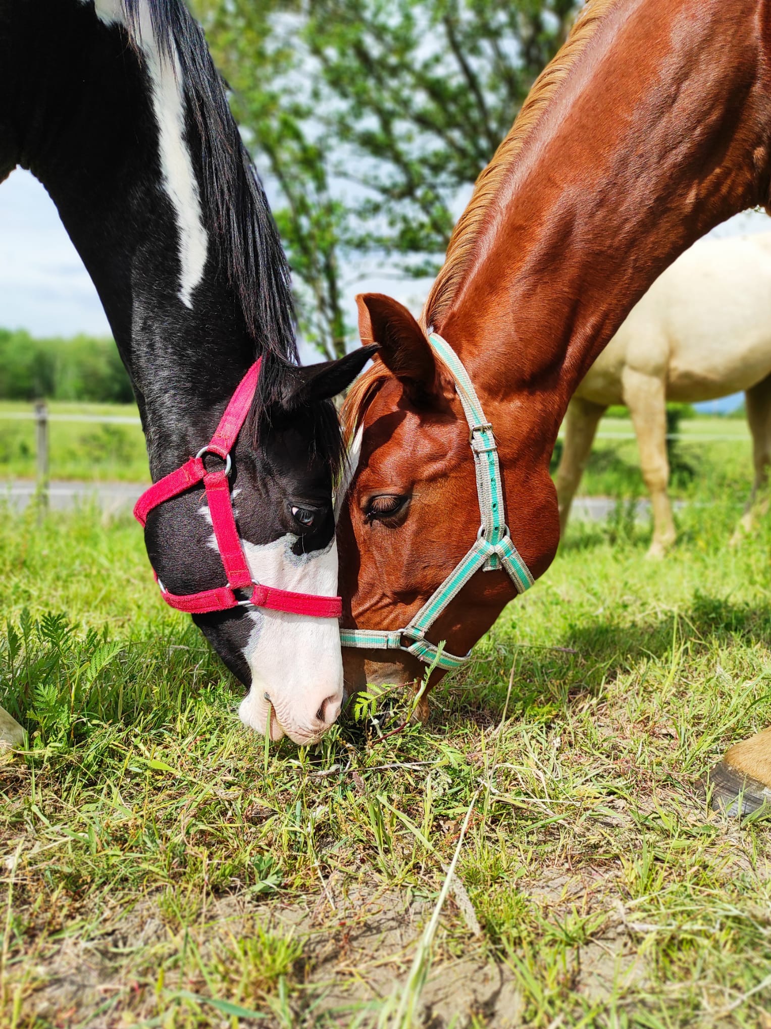 Dwa konie, jeden czarno-biały z czerwonym kantarem, drugi brązowy z turkusowym kantarem, jedzą trawę na zielonym pastwisku w słoneczny dzień.