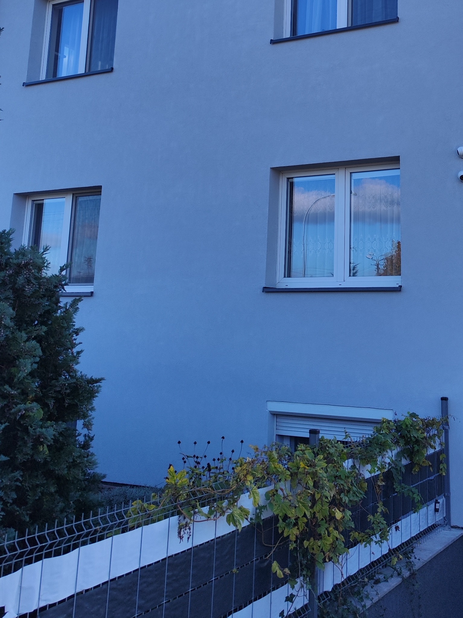 Fragment niebieskiej elewacji dwupiętrowego budynku z białymi oknami, zielonym drzewem iglastym po lewej i pnączami na ogrodzeniu balkonowym na pierwszym planie.