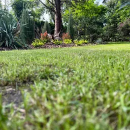 Niski kąt widzenia na równo przystrzyżony trawnik, w tle drzewa, krzewy ozdobne i kora rozsypana pod drzewami.