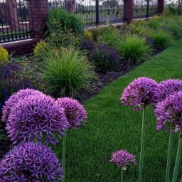 Bitisad - Kwitnące czosnki ozdobne w przydomowym ogrodzie z równo przystrzyżonym trawnikiem i rabatami wzdłuż ogrodzenia.