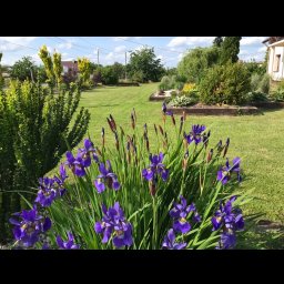 Bitisad - Kępa kwitnących, fioletowych irysów na tle zadbanego trawnika i rabat kwiatowych w ogrodzie, z widocznymi elementami architektury domu w tle.