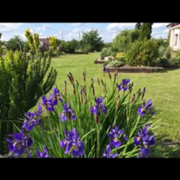 Kępa kwitnących, fioletowych irysów na tle zadbanego trawnika i rabat kwiatowych w ogrodzie, z widocznymi elementami architektury domu w tle.