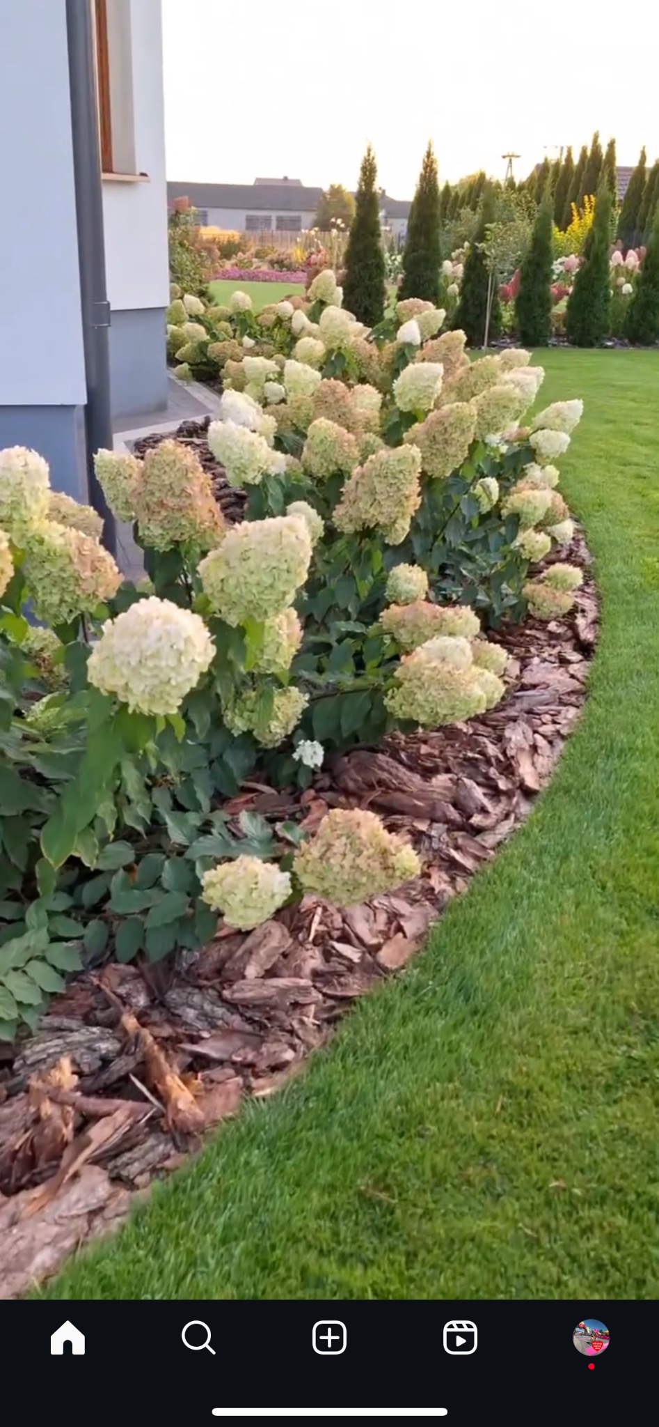Kwitnące hortensje Limelight posadzone wzdłuż rabaty z kory, z widokiem na zadbany trawnik i równe szpalery drzew w tle.