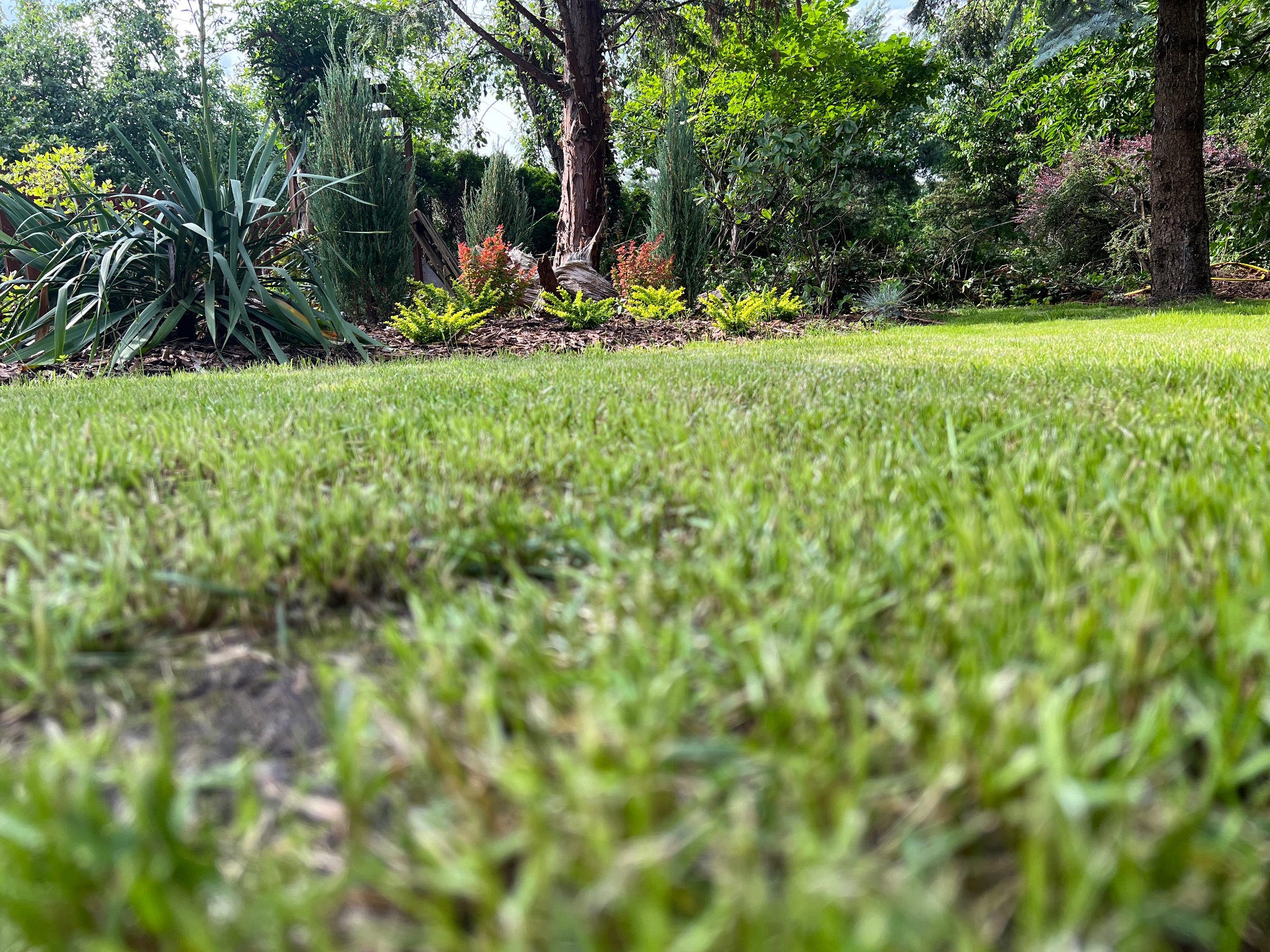Niski kąt widzenia na równo przystrzyżony trawnik, w tle drzewa, krzewy ozdobne i kora rozsypana pod drzewami.