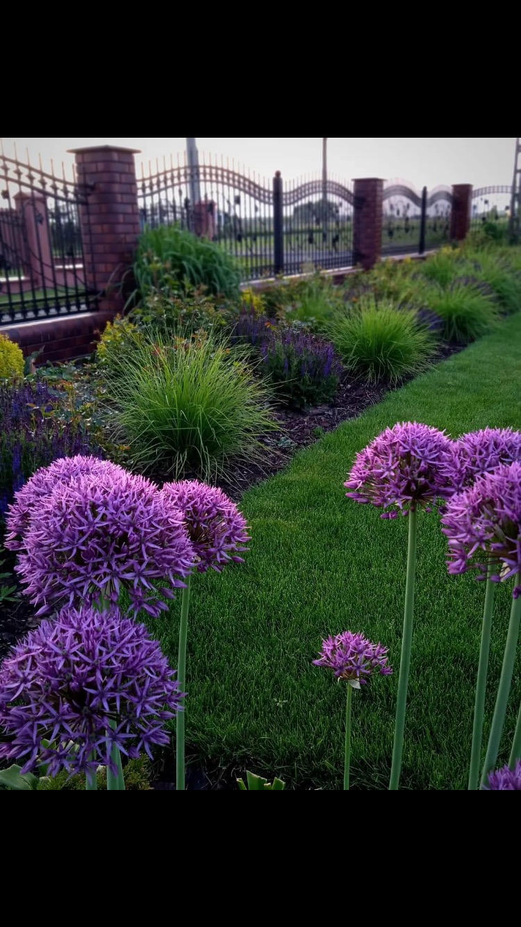 Kwitnące czosnki ozdobne w przydomowym ogrodzie z równo przystrzyżonym trawnikiem i rabatami wzdłuż ogrodzenia.