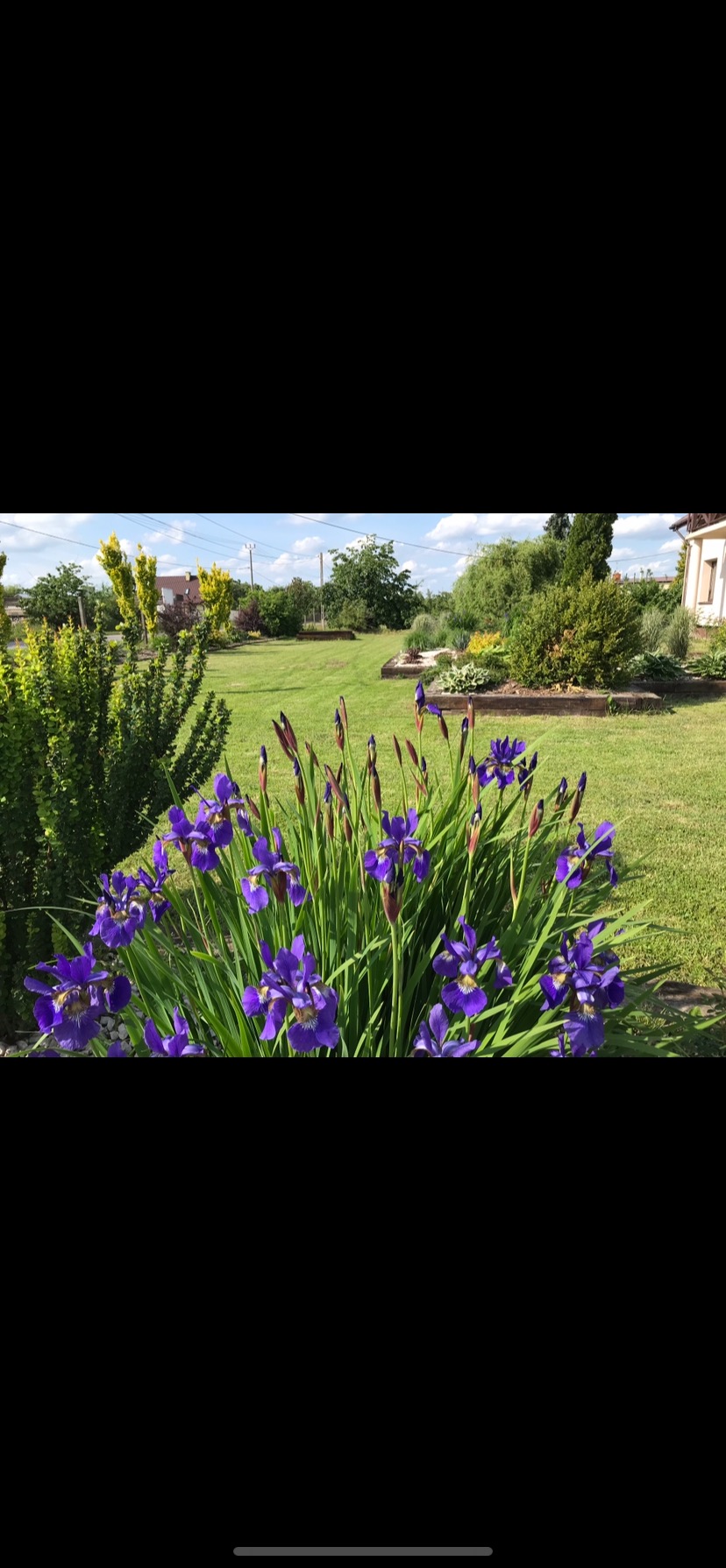 Kępa kwitnących, fioletowych irysów na tle zadbanego trawnika i rabat kwiatowych w ogrodzie, z widocznymi elementami architektury domu w tle.