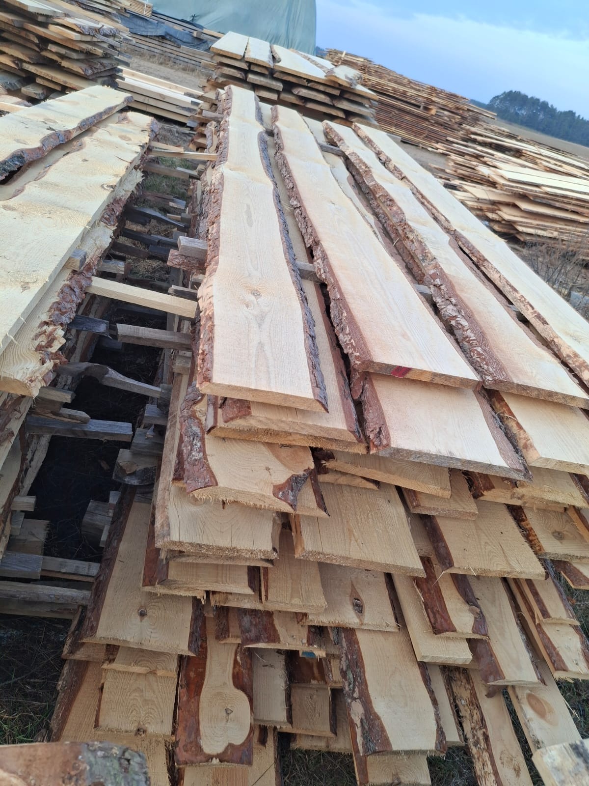 Stos desek z korą, ułożonych na drewnianych legarach, na tle pola i drzew.