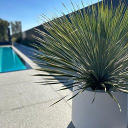 SMART GARDEN Michał Skrzyniarz - Nowoczesny ogród z basenem: duża roślina w białej donicy na tle turkusowej wody i minimalistycznego ogrodzenia.