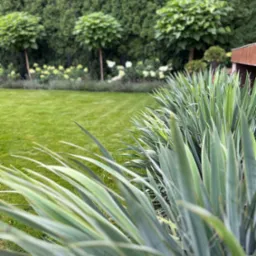 Starannie utrzymany trawnik z ozdobnymi drzewami o kulistych koronach w tle oraz nasadzeniami z roślin o długich, szpiczastych liściach na pierwszym planie.