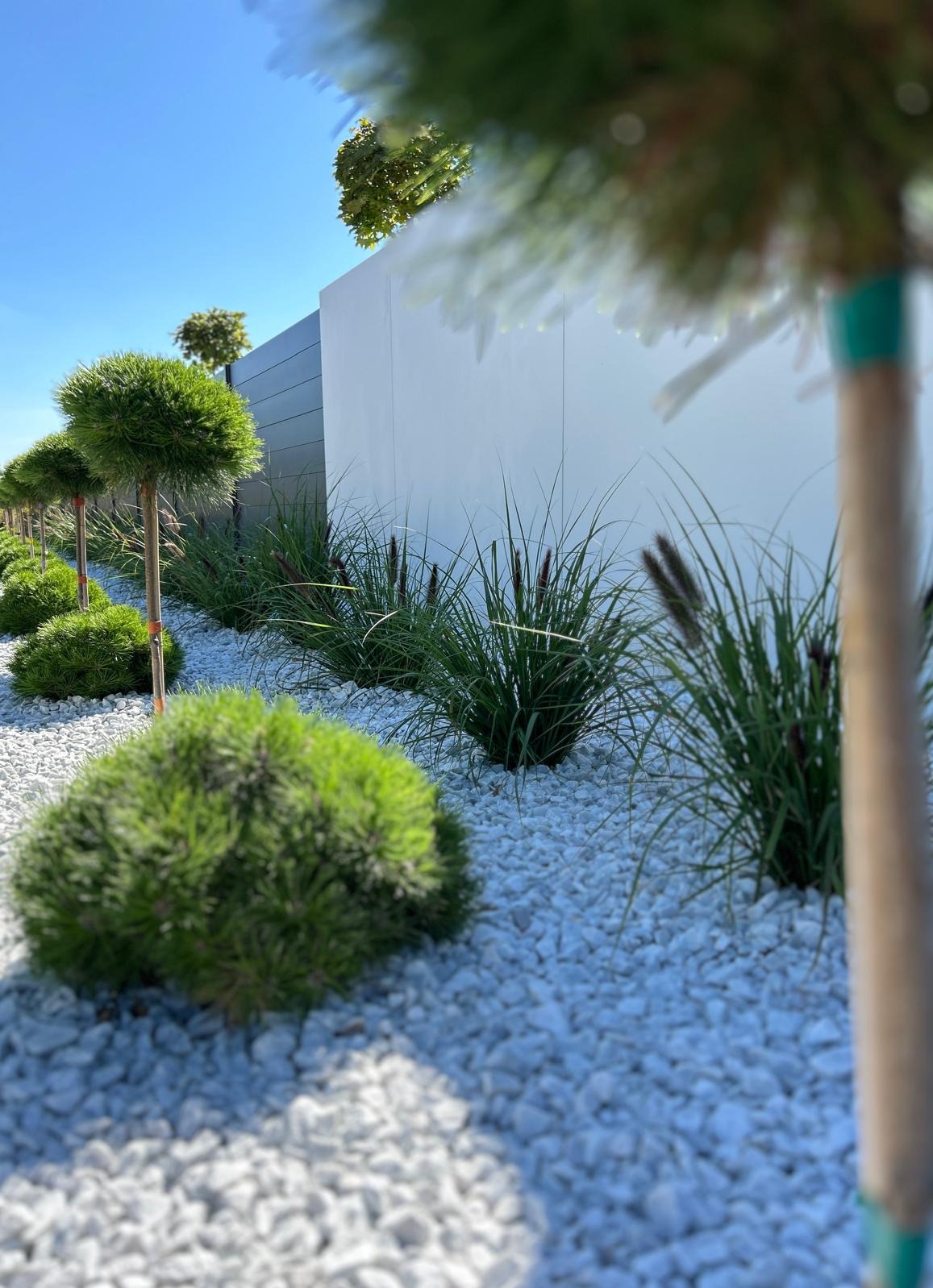 Nowoczesny ogród z kulistymi krzewami i trawami ozdobnymi na białym żwirze, tło stanowi biały mur i błękitne niebo.