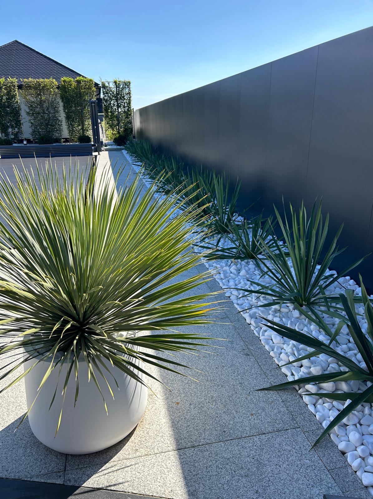 Nowoczesny ogród z roślinami w donicach, białymi kamieniami dekoracyjnymi i szarym ogrodzeniem w tle, oświetlony jasnym słońcem.