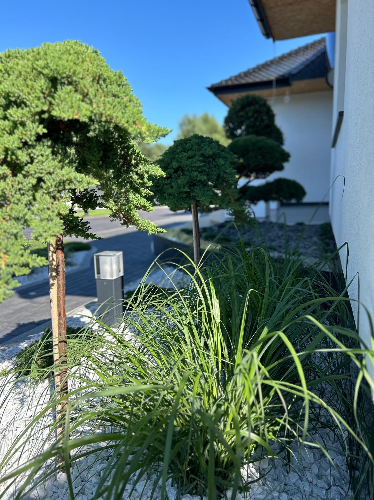 Ogród przydomowy z ozdobnymi krzewami formowanymi, trawami i białym grysem, oświetlony lampą ogrodową, na tle nowoczesnego domu.